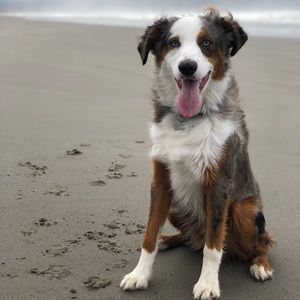 Meet your Posher, Riley